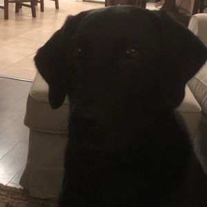 Meet your Posher, Will